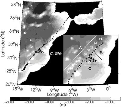 Enhancement of turbulence and nutrient fluxes within an Eastern Boundary Upwelling Filament: a diapycnal entrainment approach